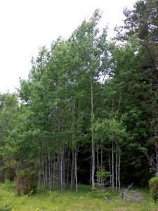 Populus tremula Simo, Finland 22.06.2013