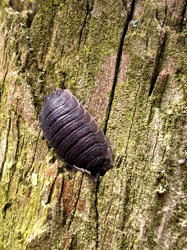 Porcellio scaber 101325254