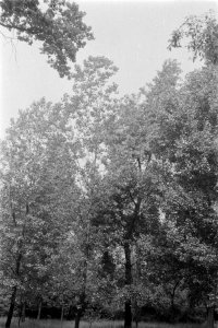 Populieren en wilgen, Kew Gardens, wislizenu, Groot-Brittannië, Bestanddeelnr 170-0488