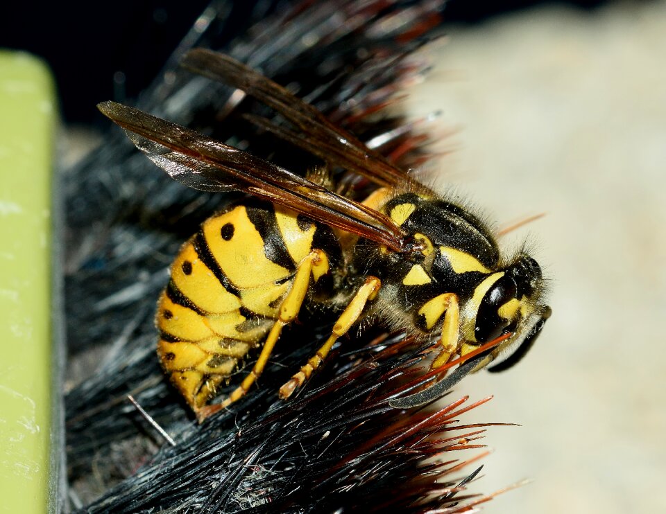 Vespula germanica macro