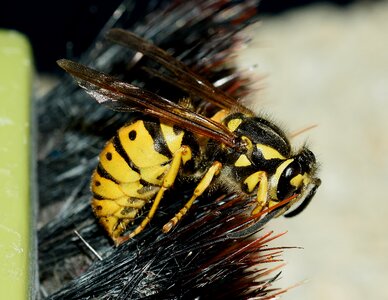 Vespula germanica macro