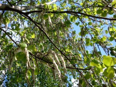 Populus tremula - Catkins - in Minsk city 2014 May