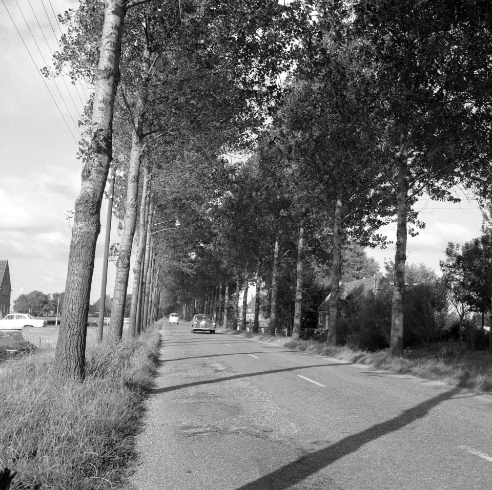 Populieren, wilgen, wegen, verkeer, middenweg, Bestanddeelnr 165-0964