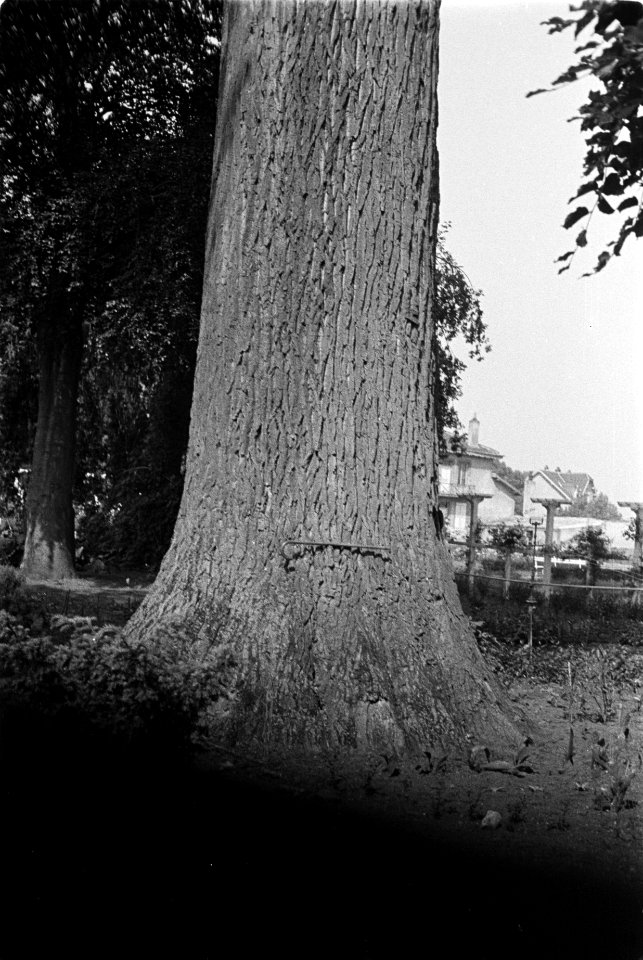 Populier van 60 jaar oud op 2 meter, 5.50 meter omtrekwandelstok ligt hori, Bestanddeelnr 170-0417