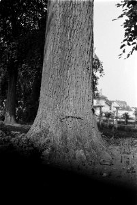 Populier van 60 jaar oud op 2 meter, 5.50 meter omtrekwandelstok ligt hori, Bestanddeelnr 170-0417