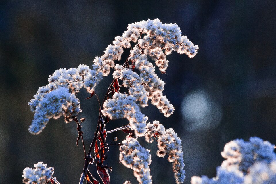 Nature frozen season