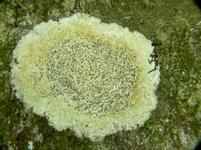 Porpidia albocaerulescens 115962210