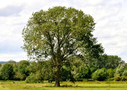 Populus × canadensis 02-fws