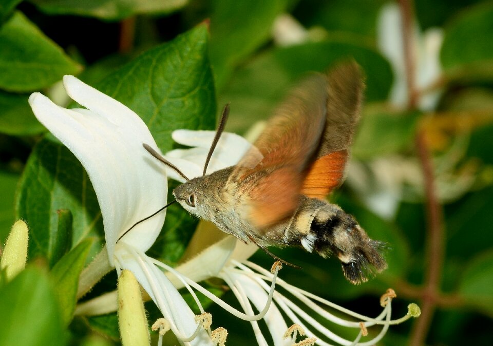 Butterfly sphinx the photo