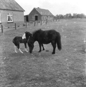Pony met veulen in de weide bij Putten, Bestanddeelnr 909-5763