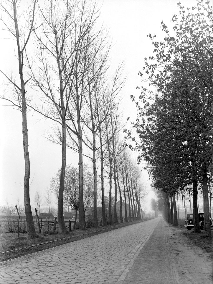 Populieren en wilgen, populus brabantica, heeswijkse witte, Bestanddeelnr 164-0562