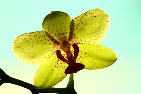 Orchid flower art