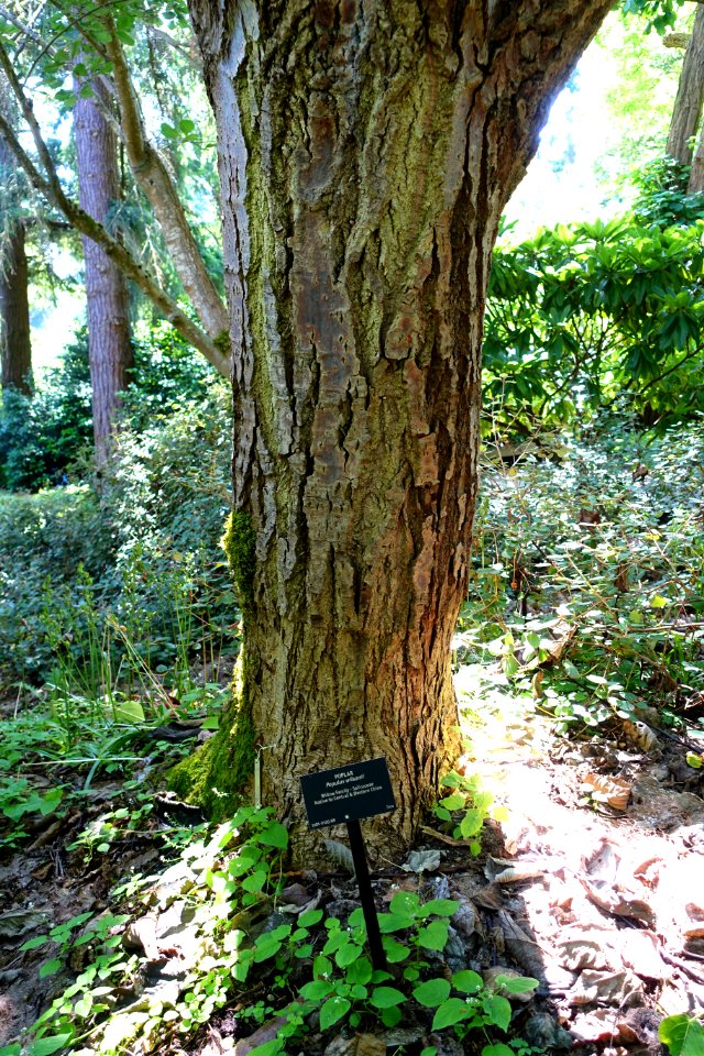 Populus wilsonii - VanDusen Botanical Garden - Vancouver, BC - DSC06973