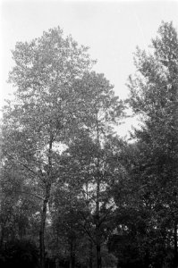Populieren en wilgen, Kew Gardens, regenerata, Groot-Brittannië, Bestanddeelnr 170-0490