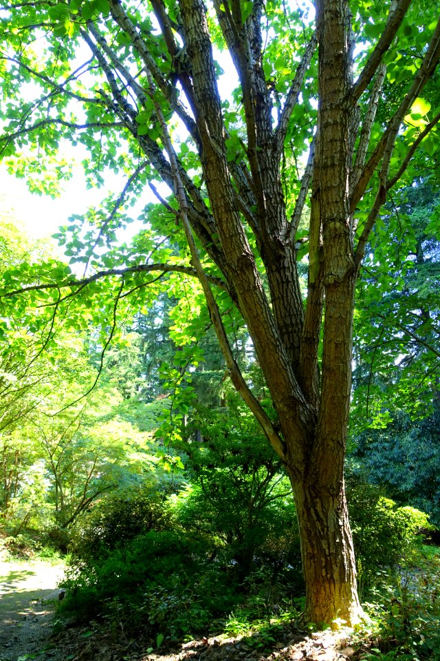 Populus wilsonii - VanDusen Botanical Garden - Vancouver, BC - DSC06974