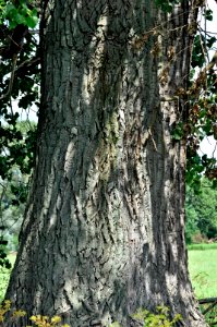 Populus × canadensis 03-fws
