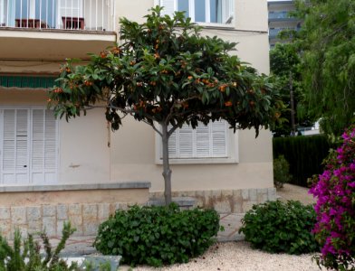 PORT SOLLER-MAJORKA, AB-239