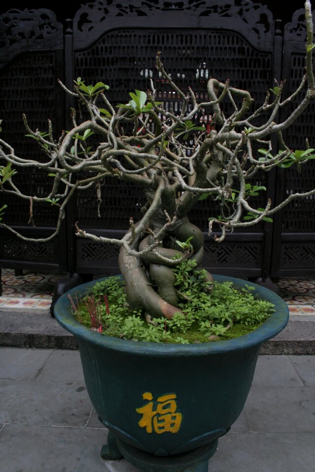 Bonsai vietnamese scripture temple