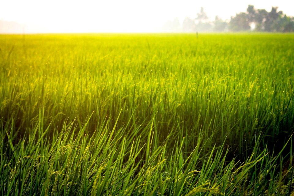 Asian agriculture plant