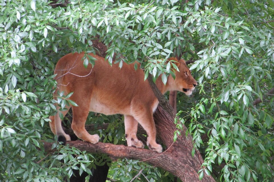 Limb cat feline photo