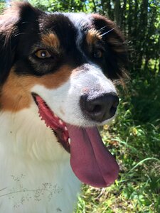 Fur puppy aussie