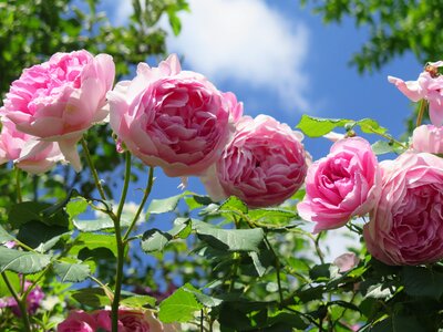 Sky roses garden roses