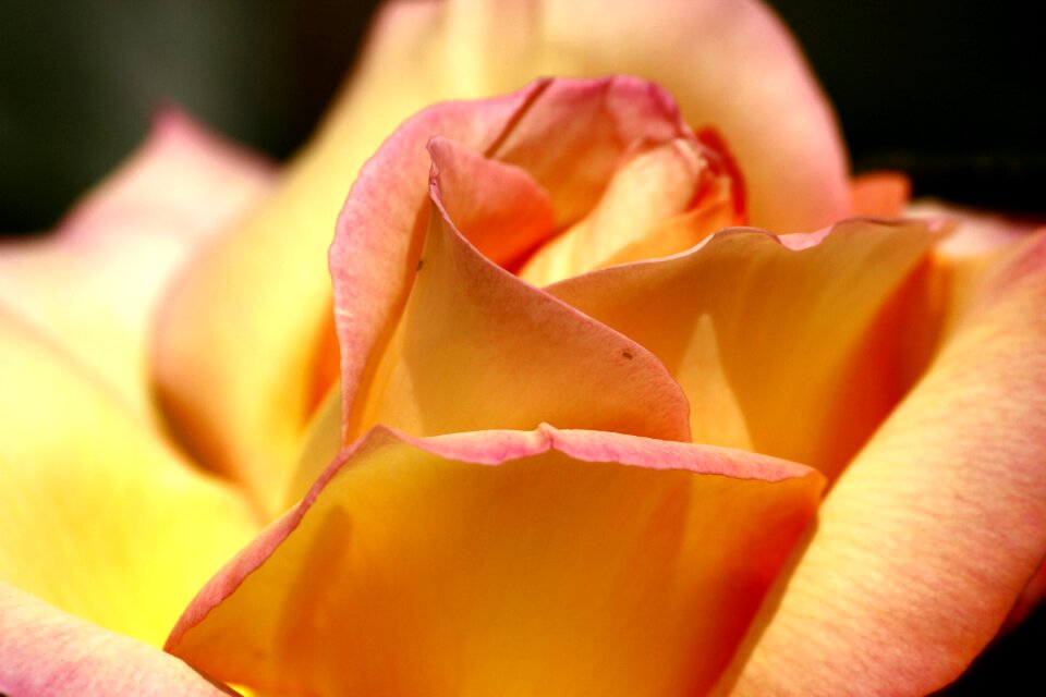 Rose clean flower