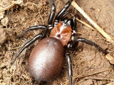 Porrhothele antipodiana 107235028
