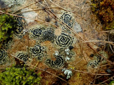 Porpidia crustulata 116446736