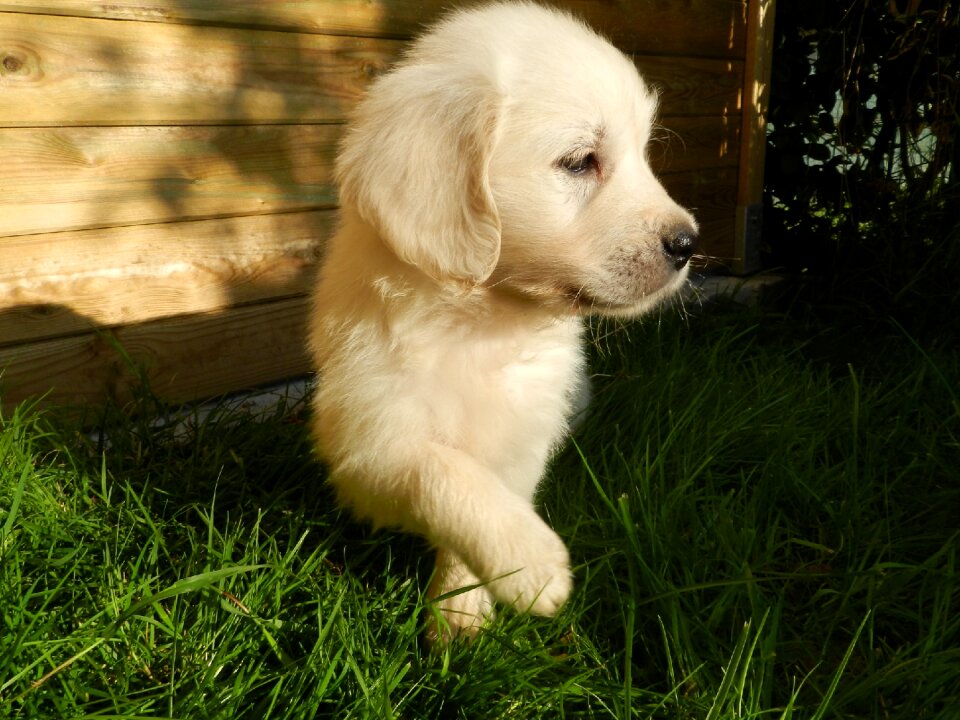 Retriever animal animals