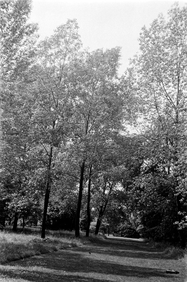 Populieren en wilgen, Kew Gardens, Groot-Brittannië, Bestanddeelnr 170-0493