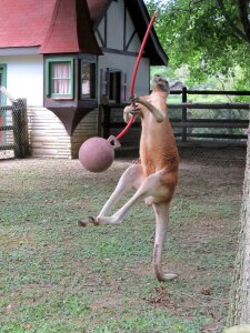 Ball swing wildlife