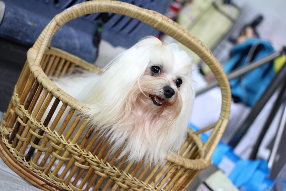 Dog small dogs shih tzu