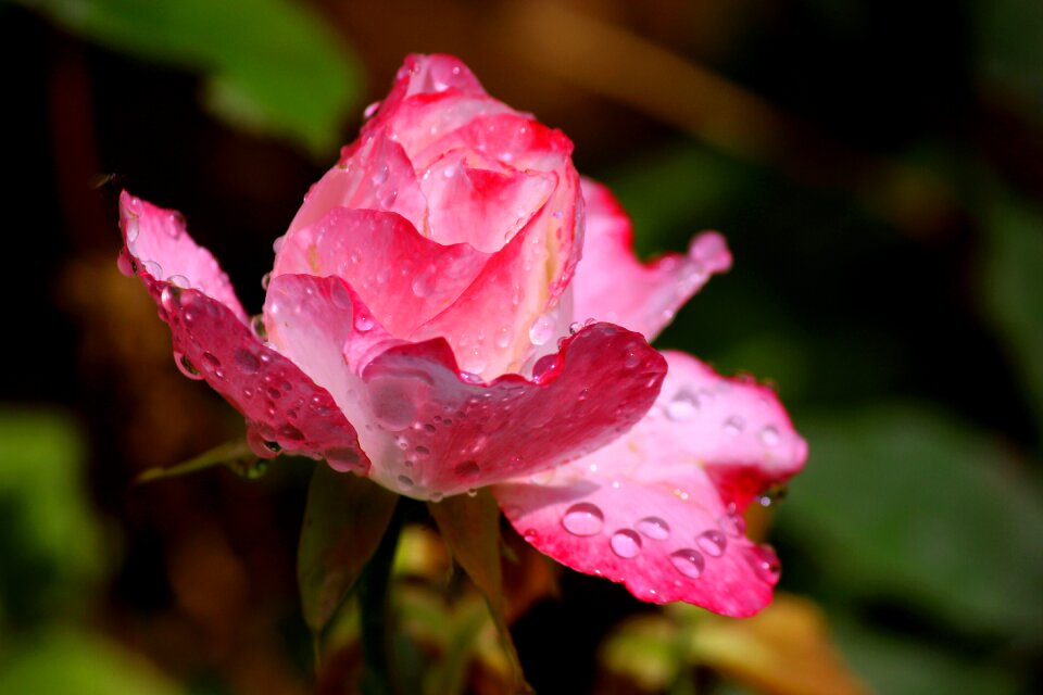 After the rain red rose flower