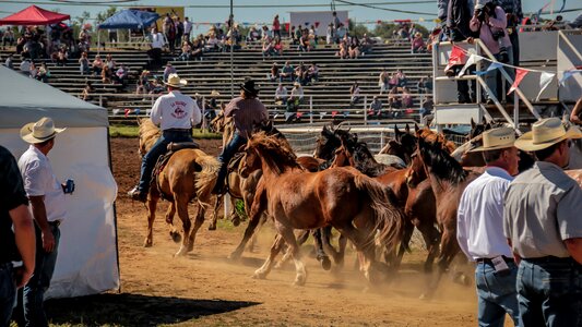 Western rider animal photo