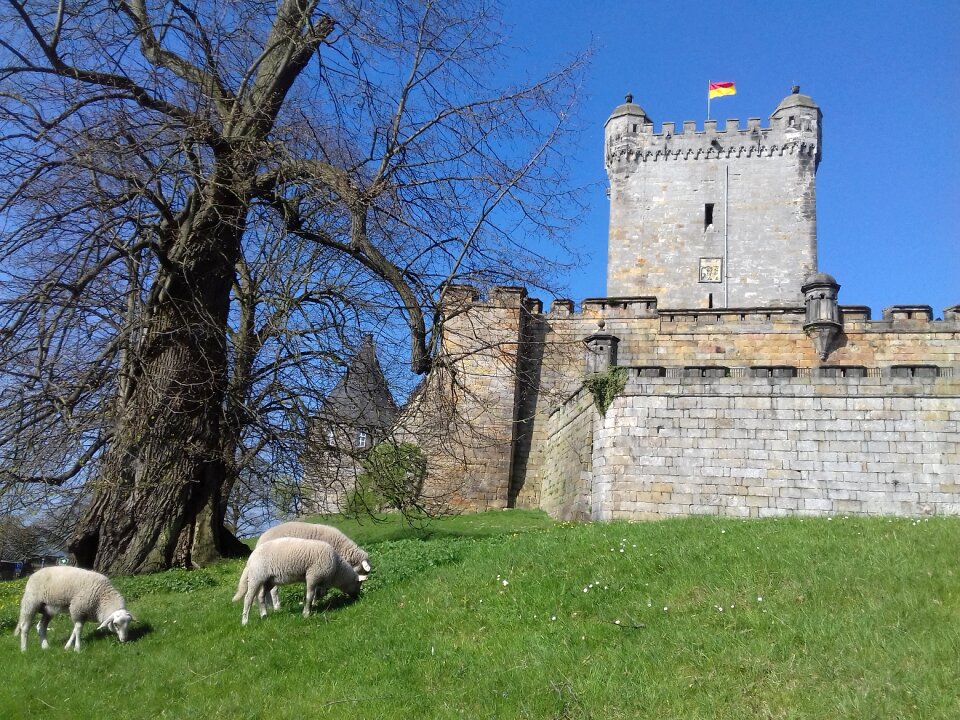 Sheep castle bad bentheim