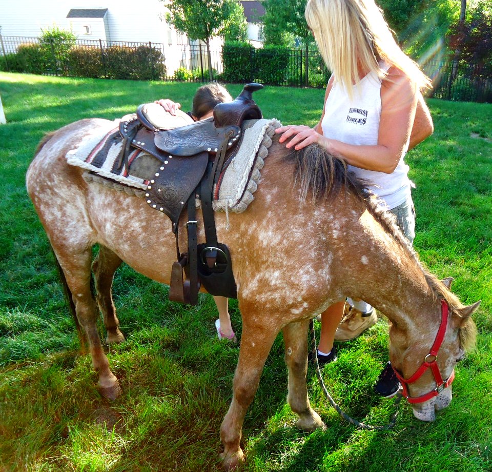 Pony ride at a kids birthday party with pony eating backyard grass