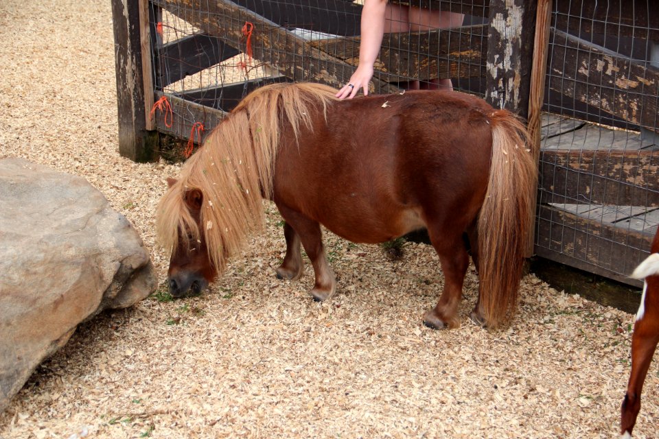 Pony at the Dillard House petting zoo, Aug 2017