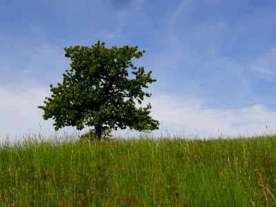 PP Na Popovickem kopci 059 Prunus avium