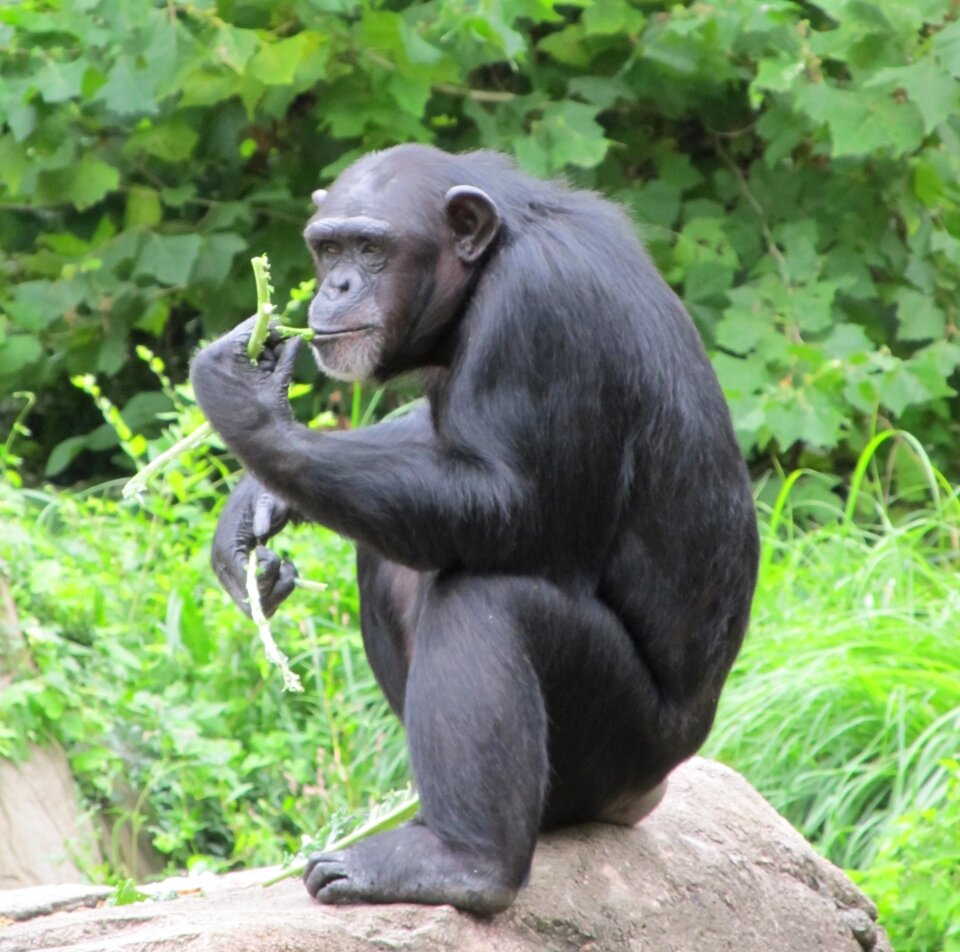 Looking mammal nature