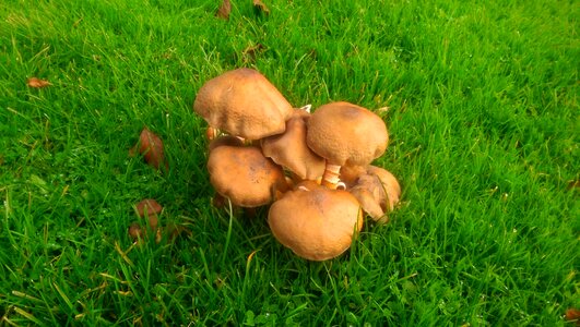 Mushrooms nature brown