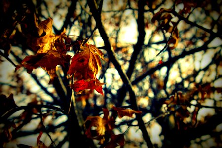 Autumn fall leaves background season photo