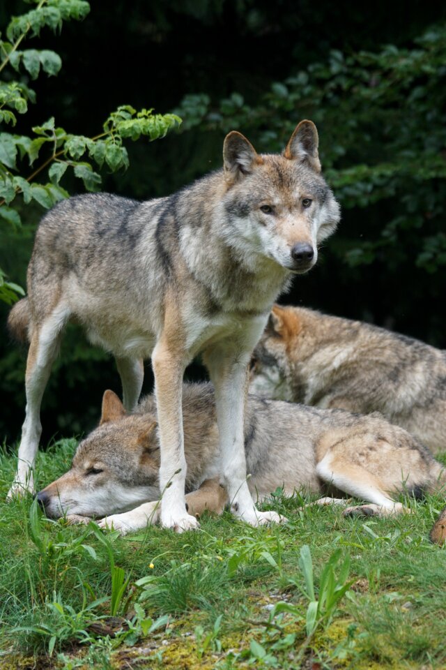 Alpha dog dominant survive