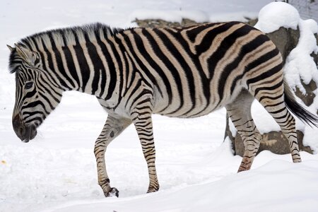Like a horse snow winter