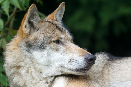 Dormant attention carnivores