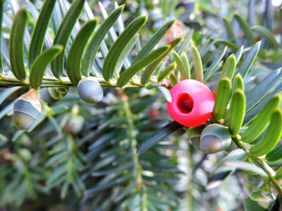 Red fruit common yew ornamental