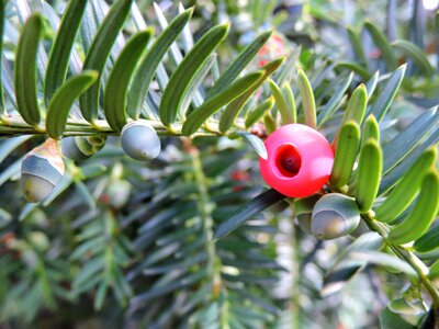 Red fruit common yew ornamental