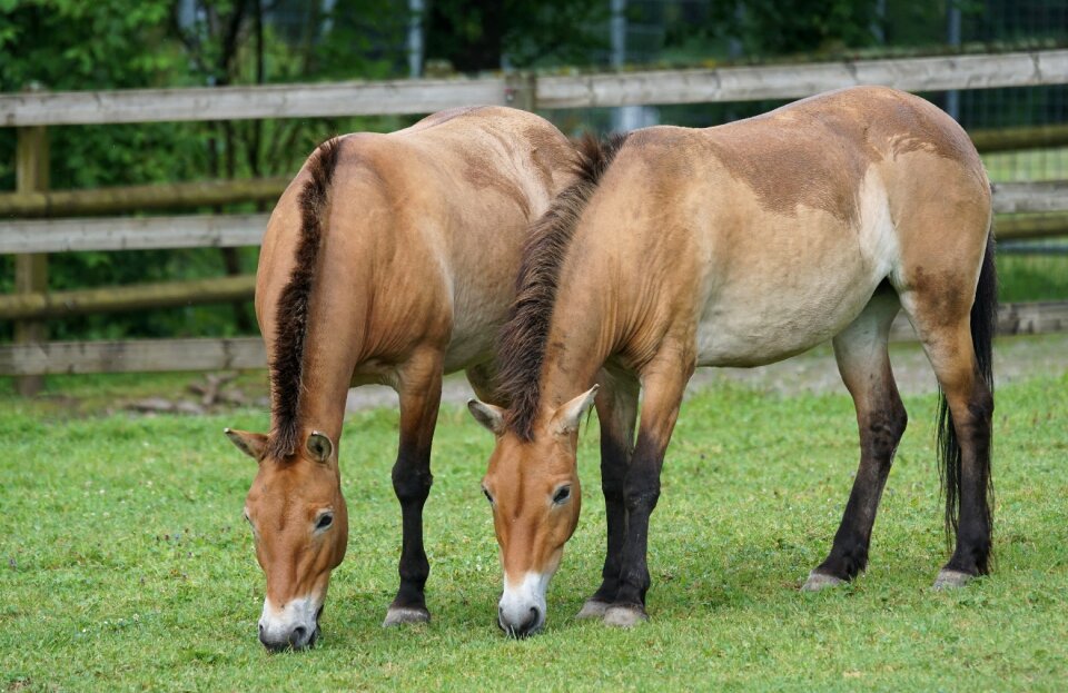 Graze mammal equus ferus przewalskii