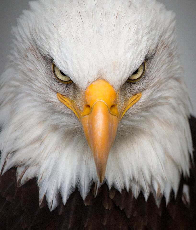 Bird nature predator