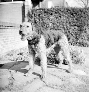 Portret van een Airdale Terrier, Bestanddeelnr 255-8655